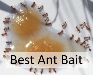 Best Ant Bait - Buyer’s Guide 1