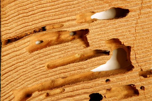 How To Tell If You Have Termites Before They Get Out Of Control 2