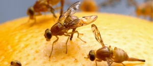 How to Get Rid of Fruit Flies in Your Apartment 1