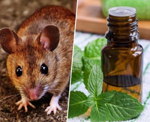 Peppermint Oil for Mice: What You Need to Know 1