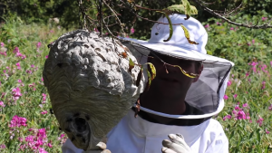 How to Deal with a Wasp Nest: Safety Measures and Removal Methods 1