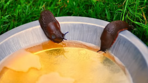 Slug Scientific Name: What is it? 1