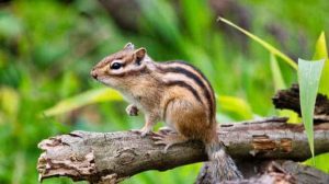 Do Chipmunks Keep Mice Away? Separating Fact from Belief 1