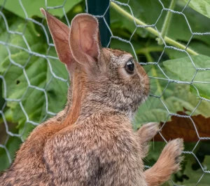 Rabbits Destroying My Lawn? Effective Solutions and Prevention Tips 1