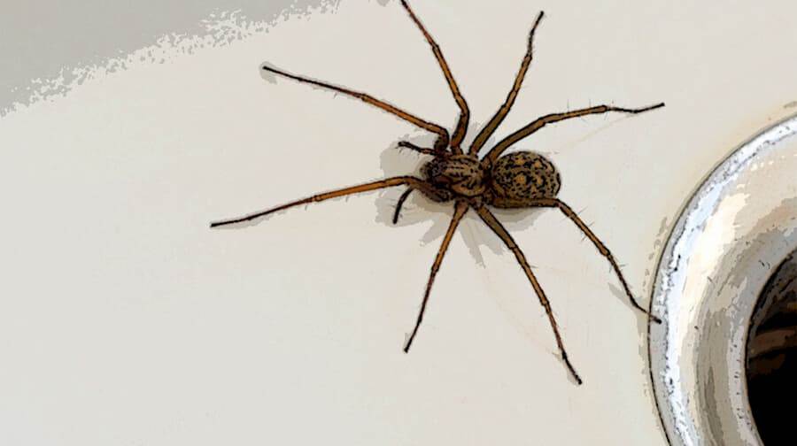 Natural Spider Repellent: Keeping Eight-Legged Intruders at Bay 4