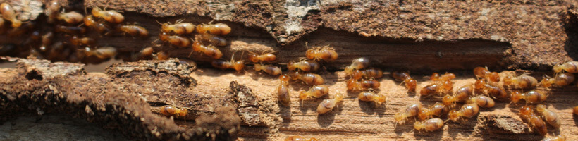 termite bait station