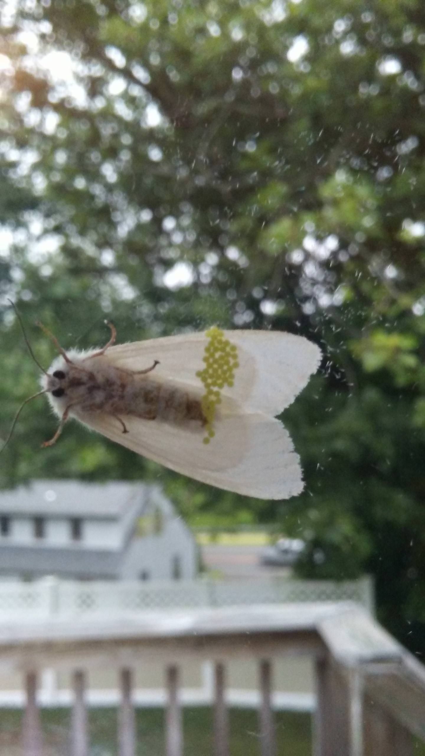 Moth Eggs on A Window: All You Need To Know 24