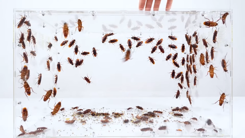 Wall Cockroach Smear Marks 10
