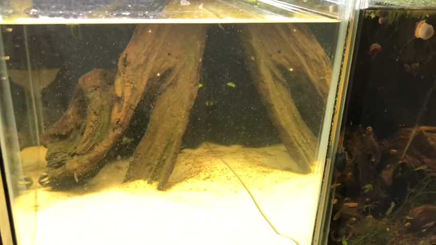Drain Fly Larvae In Aquarium: How To Manage The Issue? 4